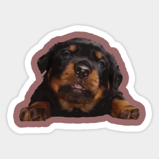 Cute Baby Rottweiler Isolated Cut Out Sticker